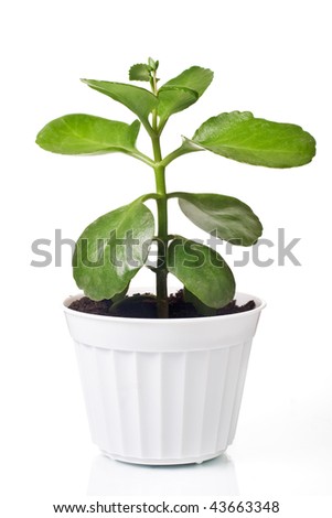 White Pot Plant