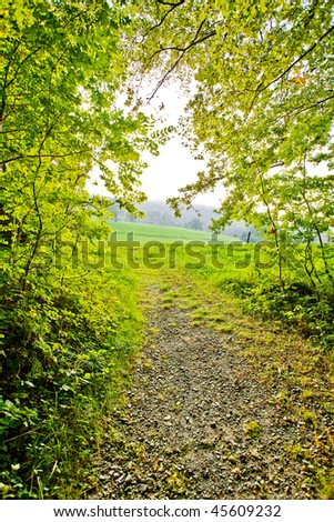 Lane running through the forest, rounded by lush foliage
