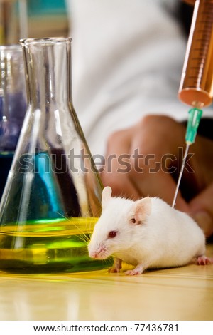 Mouse on a lab table been injected with syringe