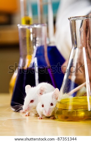 Mice on a lab table surrounded by chemical glassware