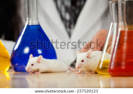 Mice on a lab table surrounded by chemical glassware