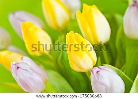 fresh tulips bunch on green background