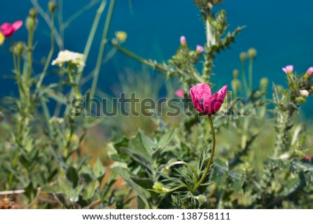 Spring poppies flowers over blue. Black Sea coast background