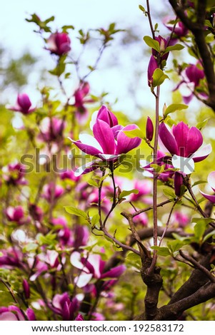 Magnolia buds. Pink magnolia  blossom in springtime
