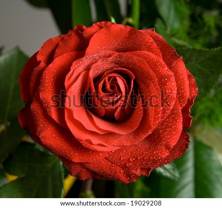 Single red rose covered with water drops
