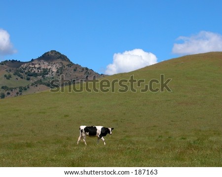 one cow & hills