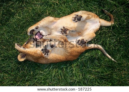 photo : lion cubs playing 2011