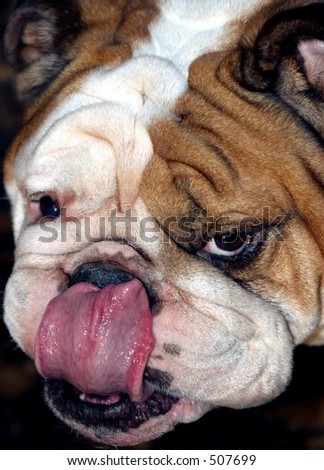 Bulldog tongue touching nose