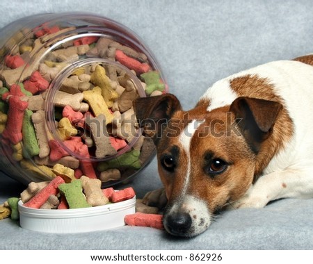 small dog with big jar of dog buscuits