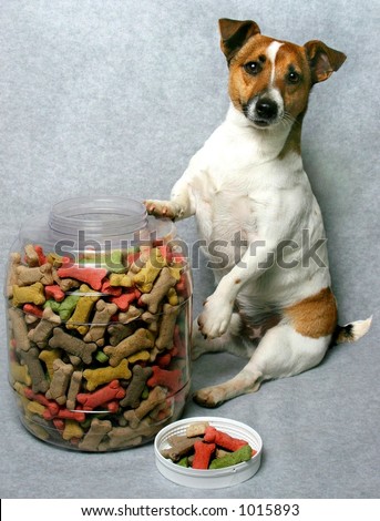 small dog with big container of dog cookies
