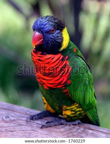 Lorikeet.  Bird.  Colorful parrot