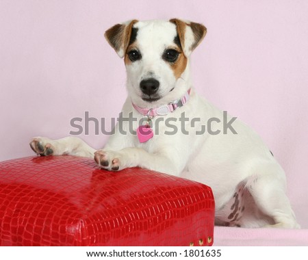 cute  puppy with feet on red stool on pink background