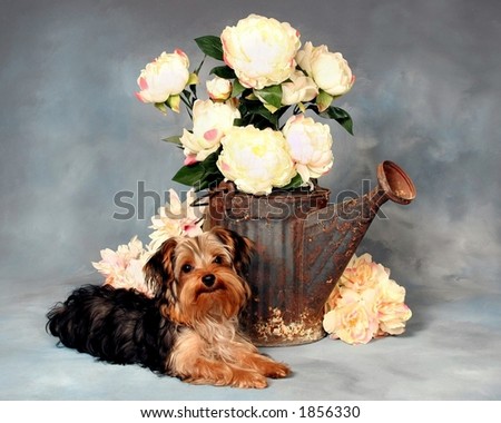 Yorkie puppy by wateringcan and flowers