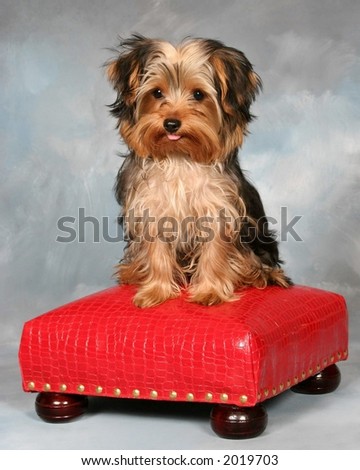 Yorkie Puppy sitting on a red stool sticking his tongue out