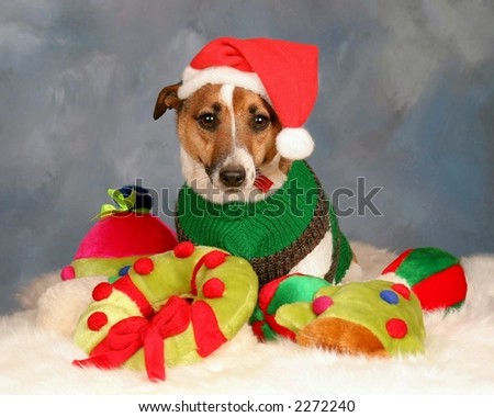 small dog with santa hat and christmas toys