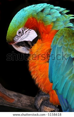 catalina parrot