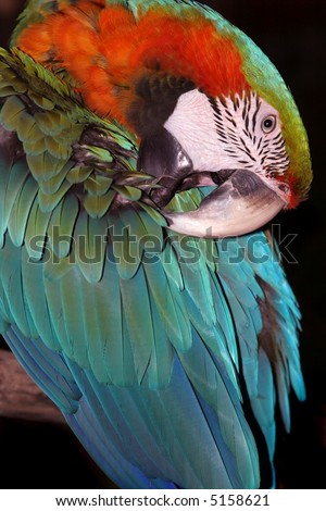 catalina parrot