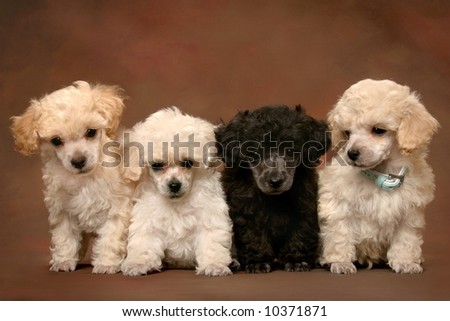 four adorable poodle puppies