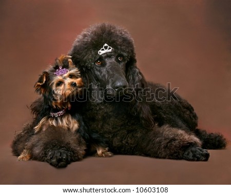 Standard Poodle and Yorkshire Terrier portrait