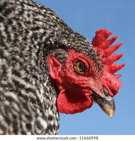 Black And White Spotted Chicken Closeup Black And White Spotted Chicken Closeup Stock Photo