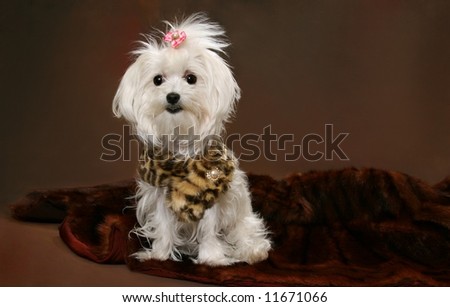 Brown Maltese Dog