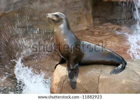 Sea Lion on rock with splashing water