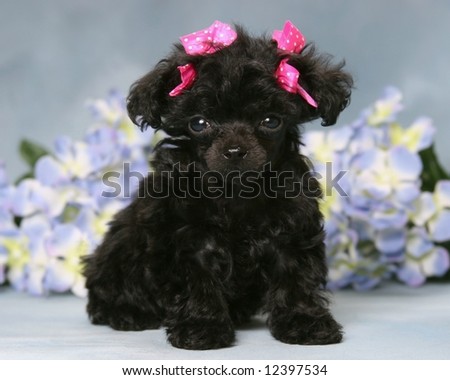 blue poodle puppies