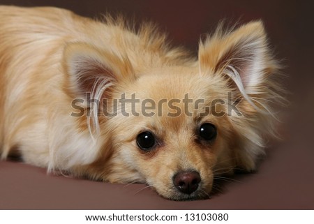 pomeranian wallpaper. Pomeranian Chihuahua Mix Dog.