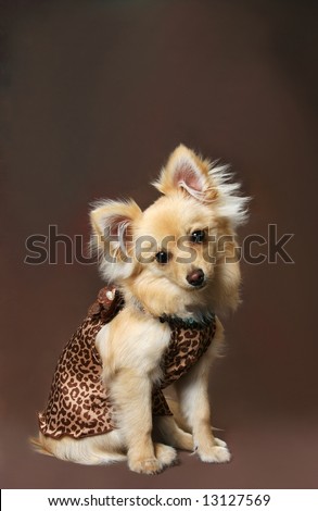 stock photo : Cute little Pomeranian-Chihuahua mix wearing doggy cloths on brown background