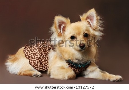 Cute little Pomeranian-Chihuahua mix wearing doggy cloths on brown background