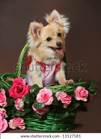 Cute little Pomeranian-Chihuahua mix wearing doggy cloths in basket with pink roses