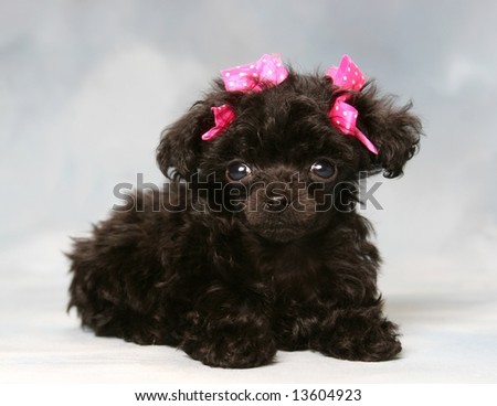 Poodle Puppies on Adorable Poodle Puppy With Pink Bows Stock Photo 13604923