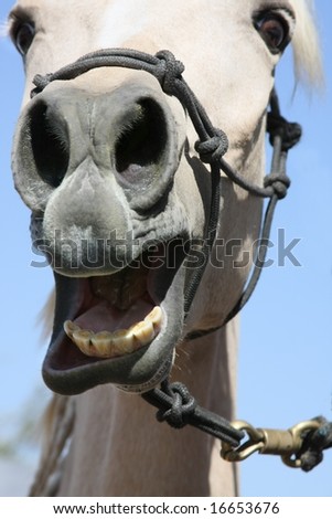 closeup of horse\'s nose and teeth