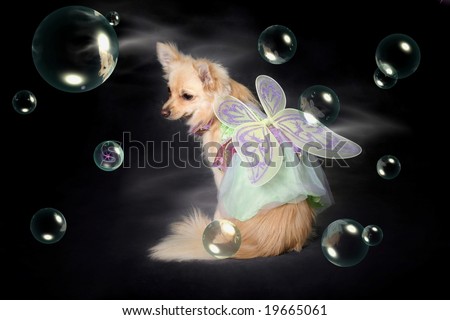 adorable little dog in fairy costume with bubbles