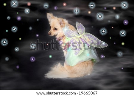 adorable little dog in fairy costume with