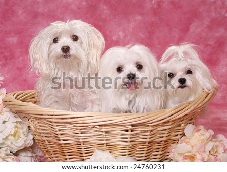 Three adorable Maltese dogs in a basket