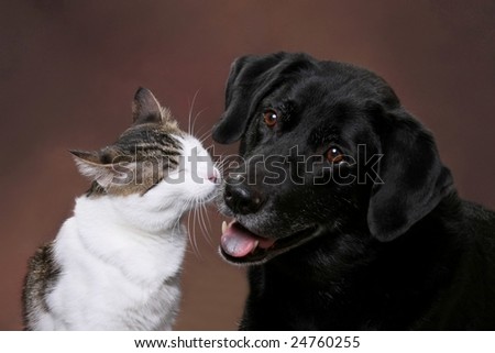 Cute cat and dog in love
