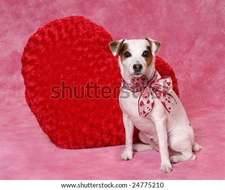 cute dog valentine