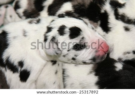 Great Dane Puppies on Newborn Great Dane Puppies Stock Photo 25317892   Shutterstock