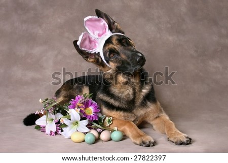 Beautiful German Shepard Dog with Flowers and Easter Eggs