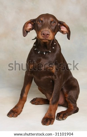 Doberman Pincher Puppy