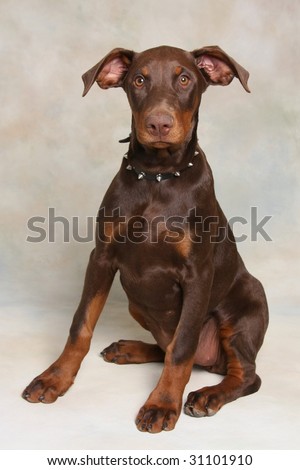 Doberman Pincher Puppy