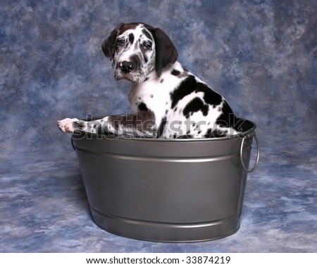 Harlequin Dane Puppies