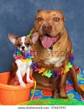 cute little chihuahua and big pit bull dog
