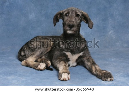 Irish Wolfhound Puppies on Irish Wolfhound Puppy Stock Photo 35665948   Shutterstock