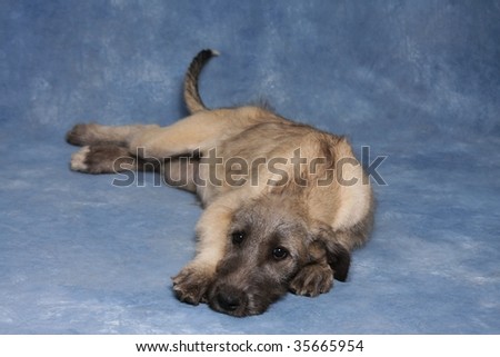 Irish Wolfhound Puppies on Irish Wolfhound Puppy Stock Photo 35665954   Shutterstock