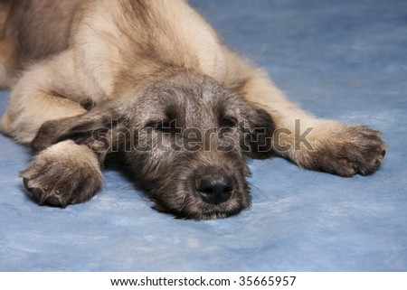Irish Wolfhound Puppies on Irish Wolfhound Puppy Sleeping Stock Photo 35665957   Shutterstock