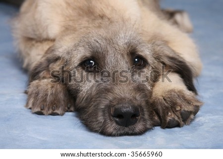 Irish Wolfhound Puppies on Irish Wolfhound Puppy Stock Photo 35665960   Shutterstock
