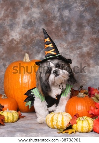 Cute little dog in Halloween costume