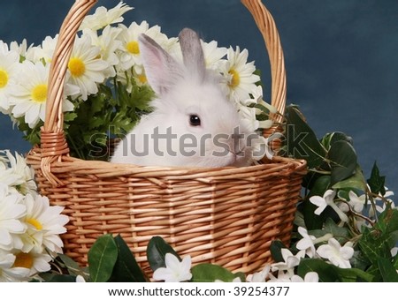 Cute little rabbit in basket with flowers